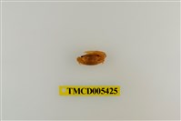 藏品(三角南方招潮蟹)的圖片